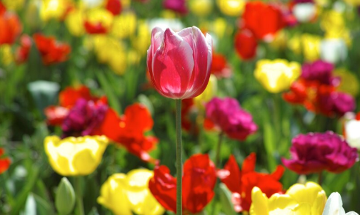 bunga tulip impor atau lokal