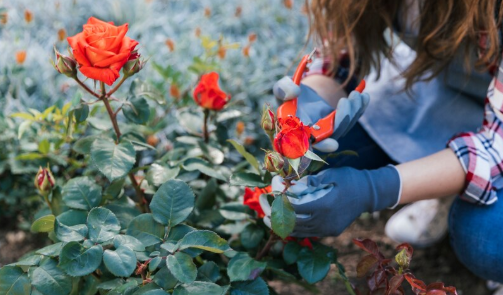 cara membedakan mawar segar dan lama