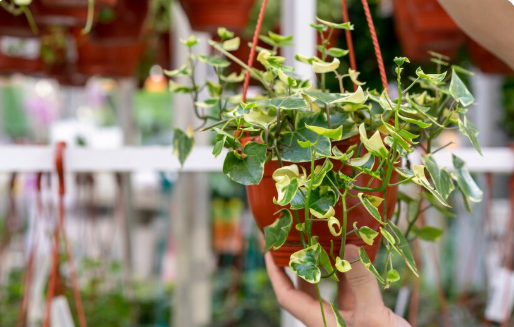 tanaman bunga gantung